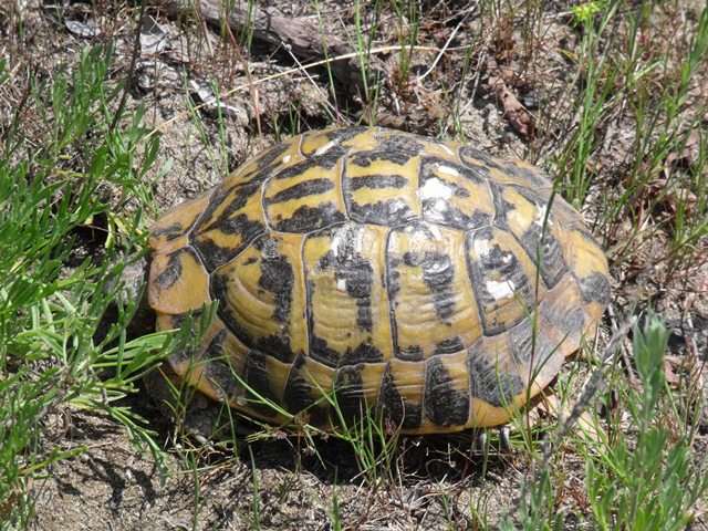 Strana Testudo maremmana
